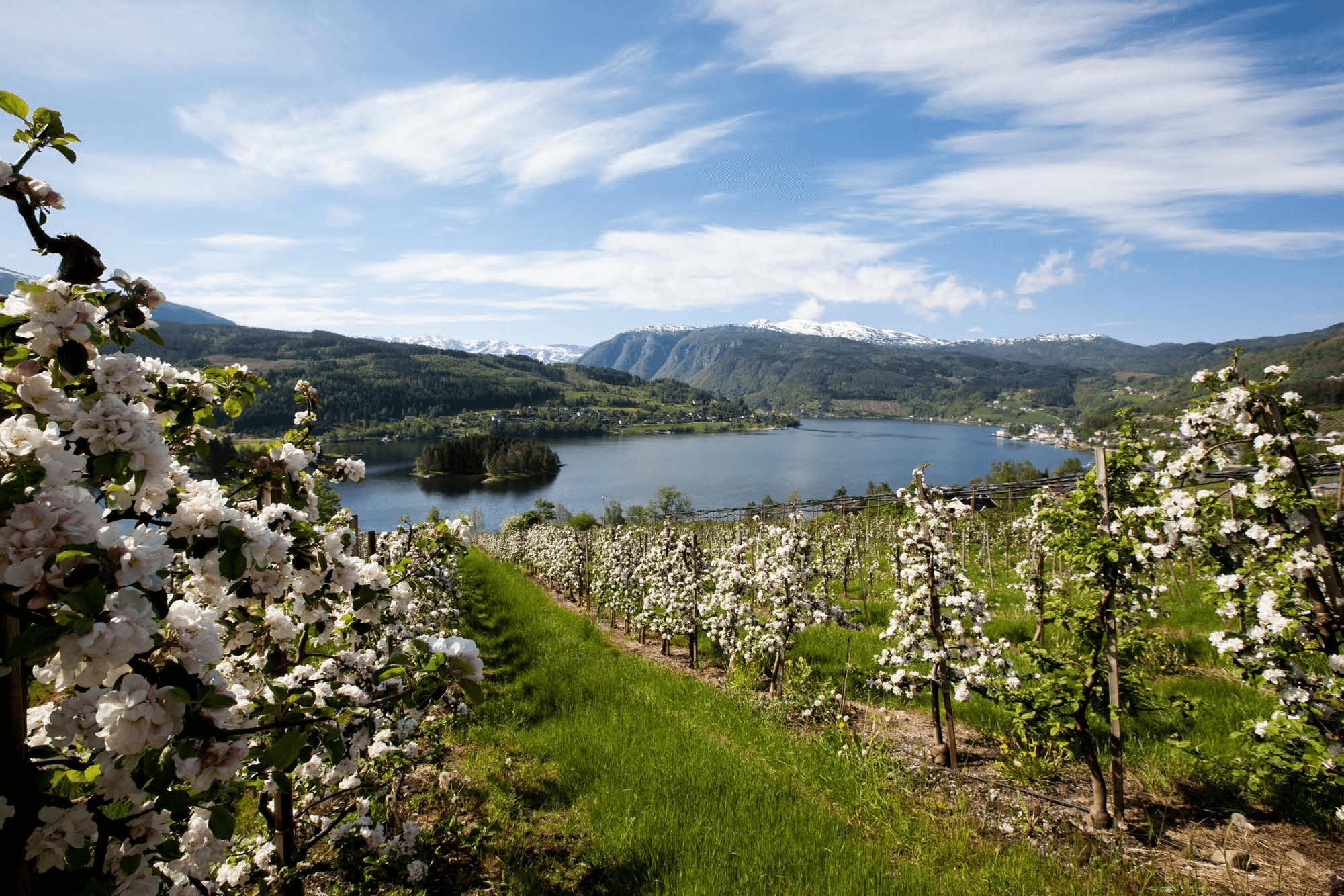 Apple orchards in bloom overlooking Norwegian fjord